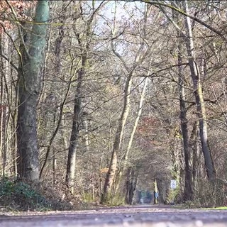 Waldweg