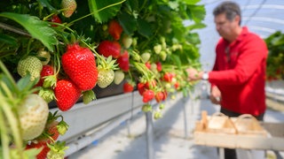 Ein Landwirt pflückt Erdbeeren, die in einem Tunnel angebaut werden. Die Folientunnel sind eine Variante, wie sich Erdbeerbauern auf die Herausforderungen einstellen. (Symbolfoto)