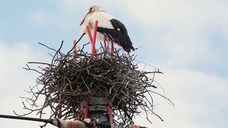 Auf dem Foto ist ein Storch in seinem Nest. Im Nest sind vier rote Stäbe. Der Himmel im Hintergrund ist blau.