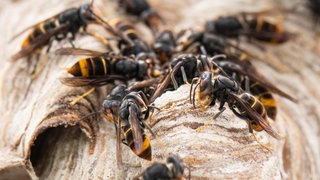 Gelb-schwarze Asiatische Hornissen mit gelben Beinen sitzen auf ihrem Nest.