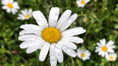 Regentropfen perlen im Regen von der Blüte einer Margerite.