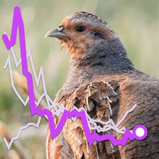 Eine Grafik zeigt den zurückgehenden Bestand an Rebhühnern in Deutschland. Der Vogel ist in Baden-Württemberg vom Aussterben bedroht.