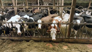 Tierschutz