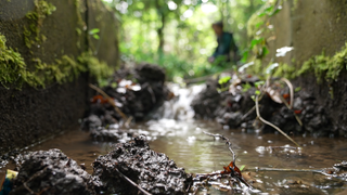 Kühlwasser eines Freiburger Pharmaherstellers fließt in fünfzig ausgebaggerte Gräben zwischen Bäumen. Dort soll es versickern - ein Vorzeigeprojekt. Durch den Klimawandel verdunstet immer mehr Wasser. Der Klimasachverständigenrat BW schlägt deshalb nun Alarm.