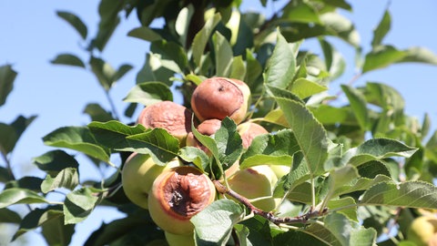 Äpfel mit "Sonnenbrand" (Symbolbild).