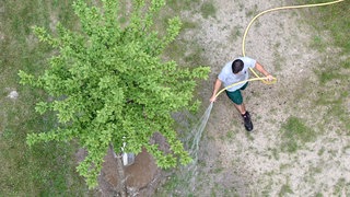 Ein Landschaftsgärtner bewässert einen jungen Baum (Symbolbild)