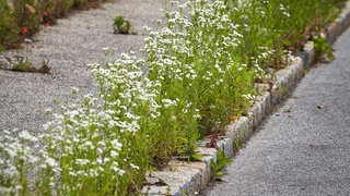 Pflanzen wachsen am Rand des Asphalts