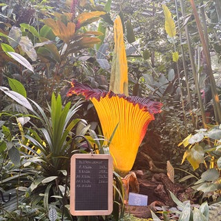 In der Nacht auf Mittwoch soll die Titanwurz im Botanischen Garten Basel aufblühen. Zahlreiche Besucher werden erwartet.