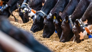 Kühe, die im Stall ihr Futter fressen: Die Bauern in BW müssen wegen der Hitze zum Teil auf Reserven zurückgreifen.