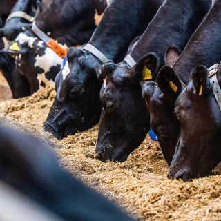Kühe, die im Stall ihr Futter fressen: Die Bauern in BW müssen wegen der Hitze zum Teil auf Reserven zurückgreifen.