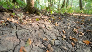 Vertrocknete Blätter liegen auf einem Waldboden, der von Rissen durchzogen ist. Der Wald leidet unter der anhaltenden Trockenheit.