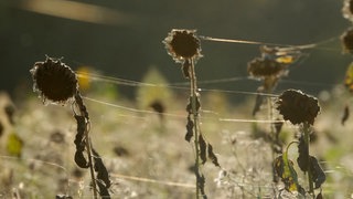 Einzelne Spinnenfäden zwischen vertrockneten Blüten von Sonnenblumen auf einem Feld. Diese Fäden prägten den Begriff Altweibersommer.