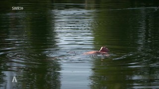 Schwimmen in einem See