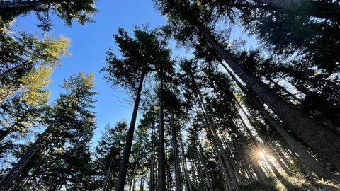 Pilzsuche im Freiburger Sternwald