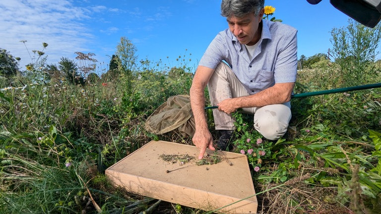 Ein Biologe schüttet Samen und kleine Insekten aus einem Netz auf ein Brett.