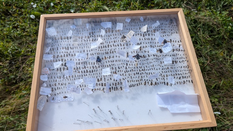 In einer Schautafel sind verschiedene Fliegen und Käfer ausgestellt, die zu Untersuchungen gesammelt wurden.