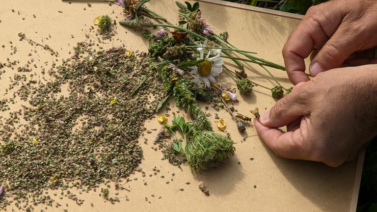 Auf einem Holzbrett liegen viele Samen von heimischen Pflanzen und es krabbeln kleine Insekten und Fliegen herum.