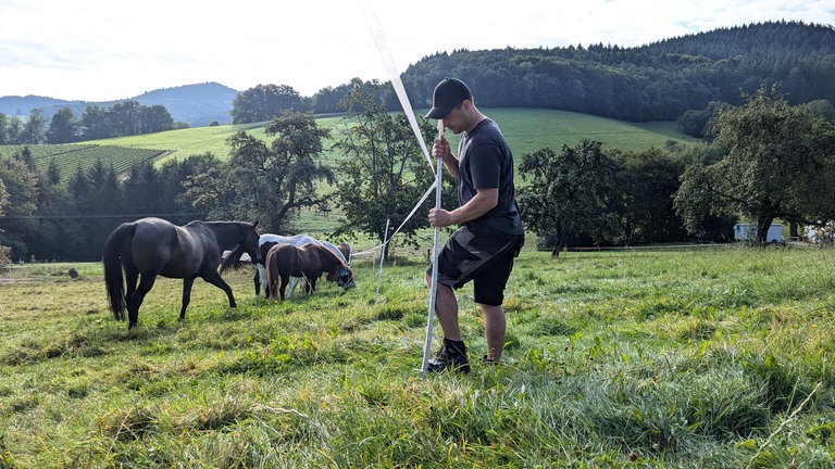 Ein Landwirt steht auf einer Wiese mit Pferden und steckt einen Zaunpfahl in die Erde.