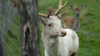 In Biberach im Ortenaukreis lebt ein weißer Hirsch, ein Albino, auf der Weide des Landgasthauses Zum Kreuz.