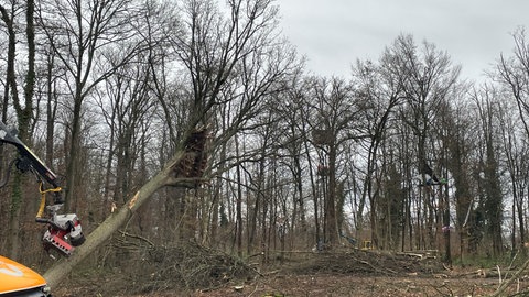 Ein Baum im Freiburger Langmattenwäldchen wird gefällt