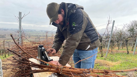 Hannes Engler vom Staatlichen Weinbauinstitut Freiburg wiegt das geschnittene Holz der Weinreben.