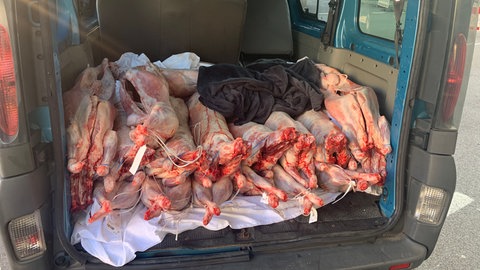 Ein Kofferraum voll mit geschmuggeltem Lammfleisch, beschlagnahmt vom Schweizer Zoll.