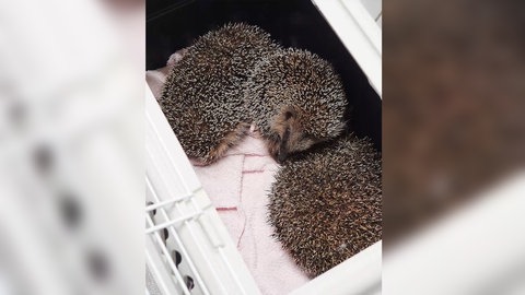 Neun Igel sind in einer Papiertonne in Freiburg ausgesetzt worden. Das Freiburger Tierheim hat sie aufgenommen und päppelt sie auf.