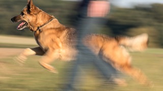 Ein Hund läuft über ein Feld 