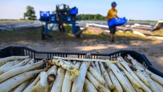 Ein Korb gefüllt mit Spargel. Im Hintergrund ein Spargelernter.