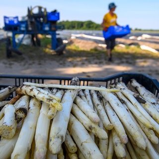 Ein Korb gefüllt mit Spargel. Im Hintergrund ein Spargelernter.