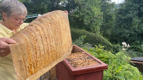 Astrid Hellebrand aus Kandern möchte ihre Bienen vor der Asiatischen Hornisse schützen.