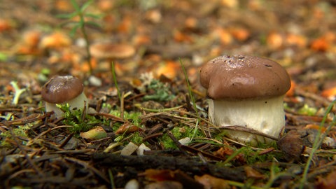Pilze auf einem Waldboden.