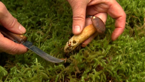 Ein Pilz wird mit einem Messer vom Waldboden entfernt