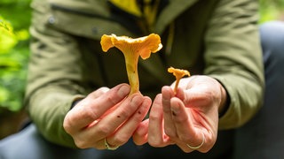 Zwei gepflückte Pfifferlinge