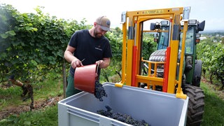 Ein Weinbauer in Gengenbach bei der Weinlese in den Reben.