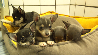 Die fünf Chihuahua-Welpen liegen zusammengekuschelt in ihrem Körbchen.