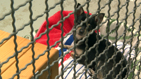 Hündin Ilvy liegt in ihrem Körbchen im Tierheim. Sie wartet auf ein neues Zuhause. 
