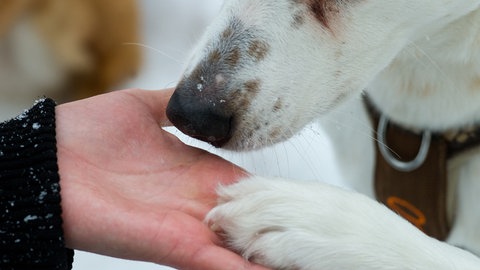 Hund gibt Pfote