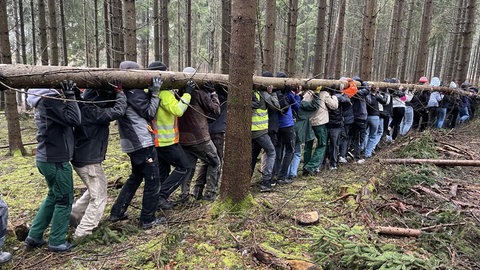 Viele Personen tragen einen Baumstamm wie Heinzelmännchen auf den Schultern durch einen Wald. 