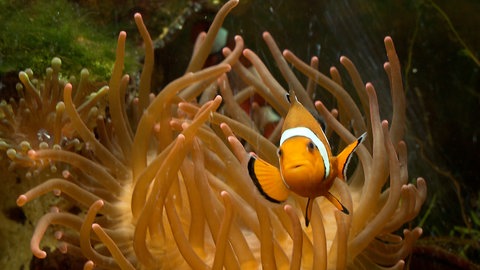 Clownfisch im Freiburger Tiergehege Mundenhof
