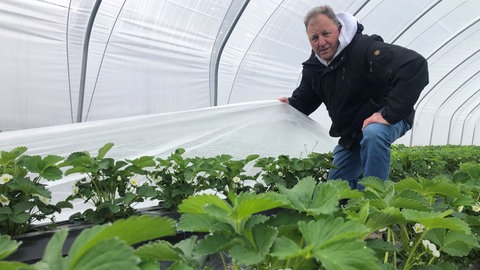 Obstbauer Egon Busam aus Renchen im Ortenaukreis schützt seine Erdbeeren mit einem Vlies vor der Kälte.