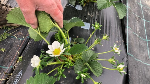 Diese schwarze Plane soll die Erdbeeren zusätzlich vor Unkraut schützen.