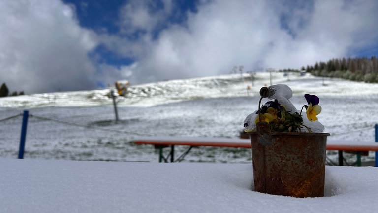 Schnee auf einem Berg mit einer Blume. Auf dem Feldberg liegt zu den Eisheiligen Schnee.