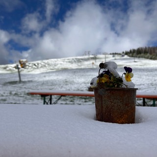 Schnee auf einem Berg mit einer Blume. Auf dem Feldberg liegt zu den Eisheiligen Schnee.