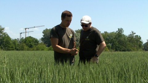Landwirt Philipp Andlauer und der Bürgermeister von Kappel-Grafenhausen übergprüfen, ob der Weizen blüht.