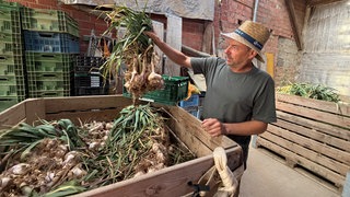 Landwirt Michael Fehr begutachtet die Knoblauchernte in diesem Jahr.