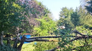 Ein umgestürzter Baum liegt quer auf einer Wiese. 