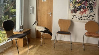 In Rottweil hat ein Storch den Heilpraktiker Elmar Funk in seiner Praxis besucht.