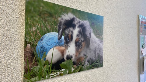 Simone Steierts Hund namens Fritz. Mit ihm geht sie jeden Tag vor der Arbeit spazieren.