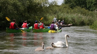 Symbolbild: Kanufahrer paddeln durch die Gewässer des Taubergießen bei Rust, gefolgt von einer Schwanenfamilie, die sich Futter von den Touristen erhofft.